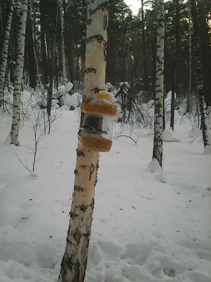 Интересное наблюдение за птицами у кормушки