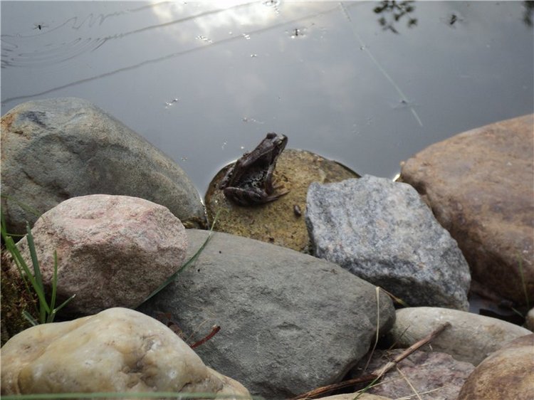 Ждем лета и верим в чудо! Куклы Готц и наряды