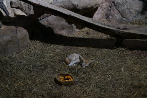 Воронежский океанариум — Туризм и путешествия: фотоотчеты из поездок (фото 5)