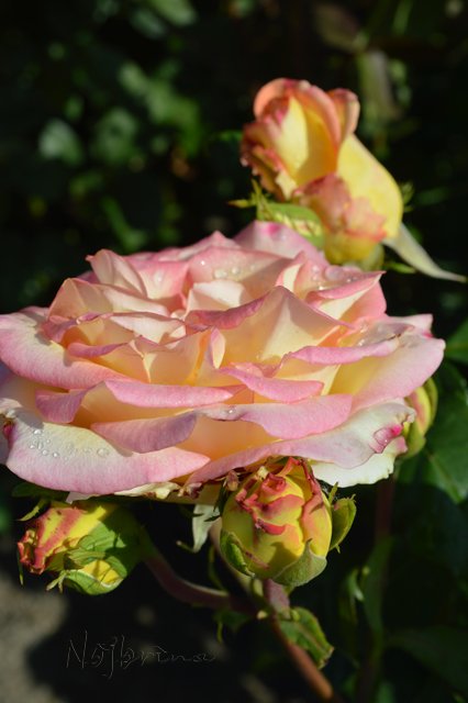 Питер - самый лучший город на земле! Вихтель Rosemarie Anna Muller