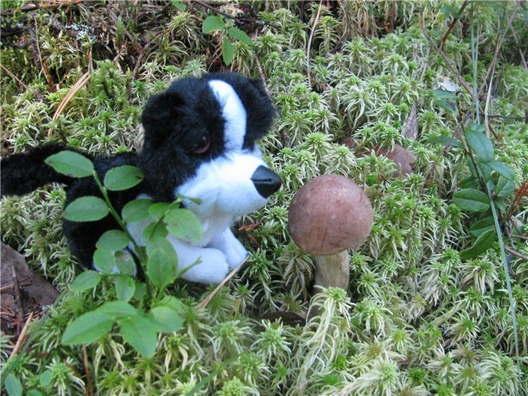 Прогулки Эмили по осеннему лесу | Бэйбики Прогулки Эмили по осеннему лесу (фото 7)