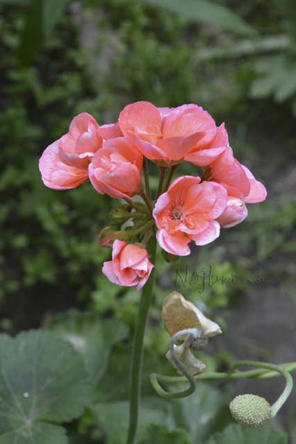 Яркие краски. Вихтели Rosemarie Anna Muller