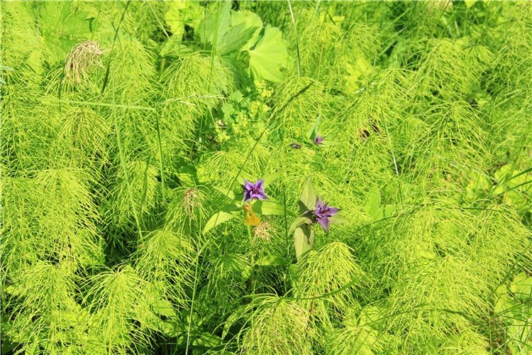 46-ой Пушкинский праздник поэзии в Берново. Часть первая