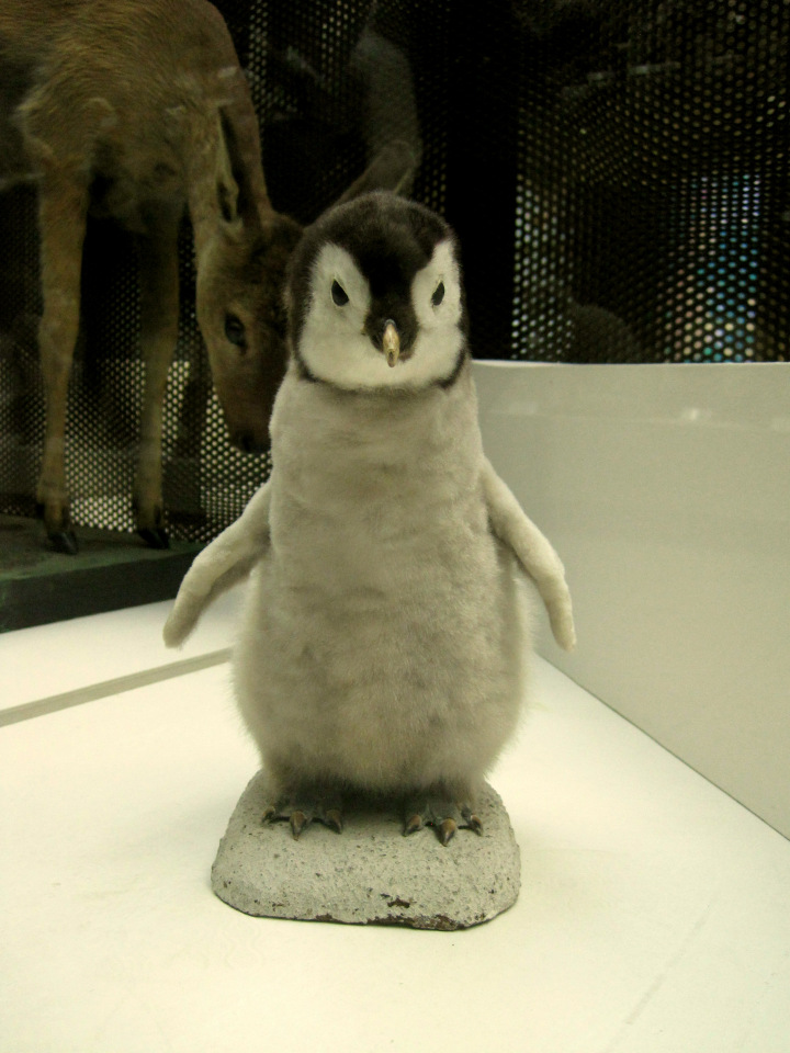 День в музее. Анжела в Государственном Дарвиновском музее