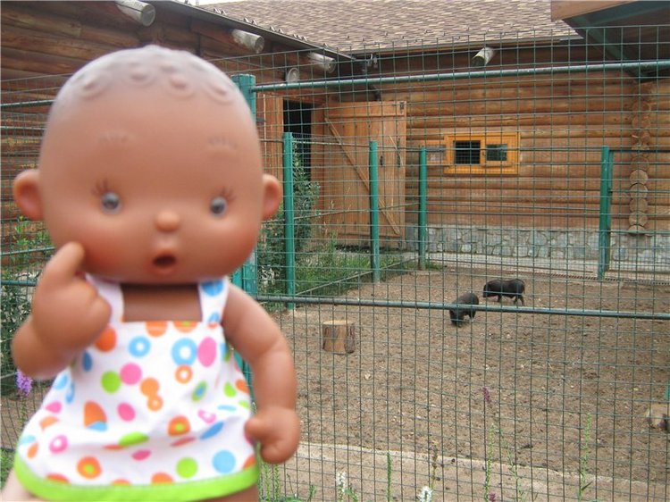 Пупсы Nines Artesanal D'Onil в Ижевском зоопарке