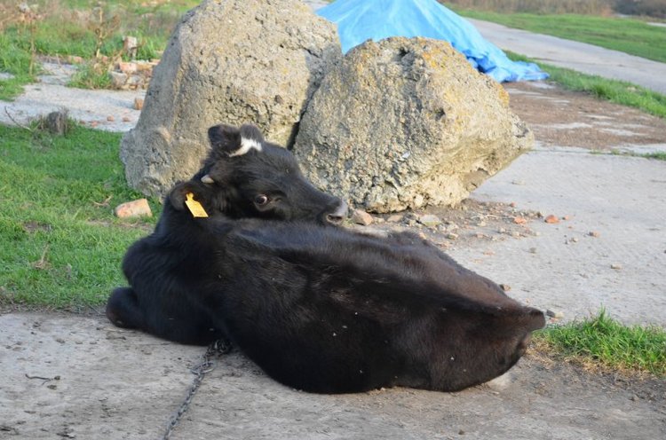 Моя поездка на выставку "VI Международный салон Модна лялька" Киев | Бэйбики Моя поездка на выставку "VI Международный салон Модна лялька" Киев