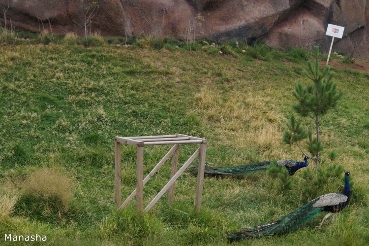 Как Майка в зоопарк ходила. pukiFee Ante Fairyland | Бэйбики Как Майка в зоопарк ходила. pukiFee Ante Fairyland