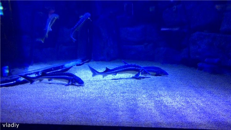 Как Стеша в Океанариум ездила (фото 9)