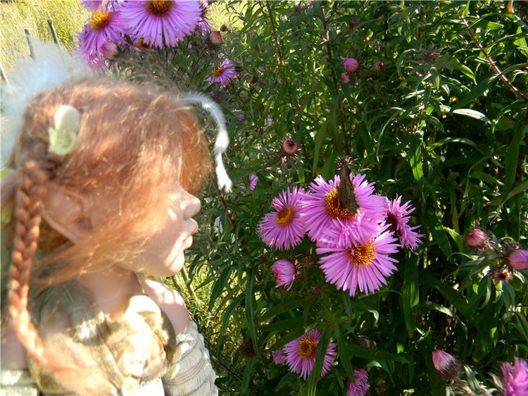 В сентябре пришло к нам лето! Мальва Zwergnase, мой рыжий эльфик