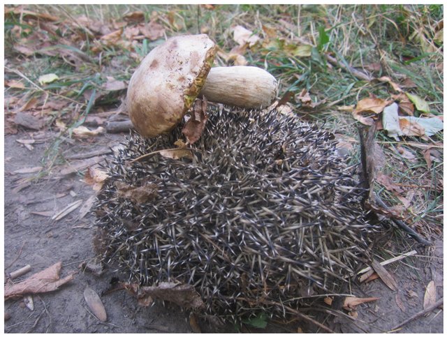 "Неприятный случай" или Ёжик, осень, грибочки. Wichtel, Rosemarie Anna Muller (фото 4)