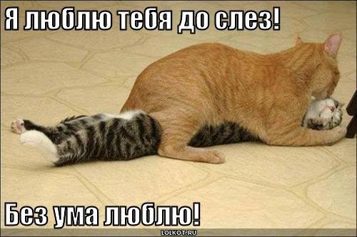 Кошачий позитив — Интересное и необычное: фотоподборки