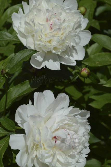 Яркие краски. Вихтели Rosemarie Anna Muller