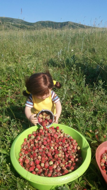 Земляничный день — Домашние коллекции кукол: фото собраний (фото 4)