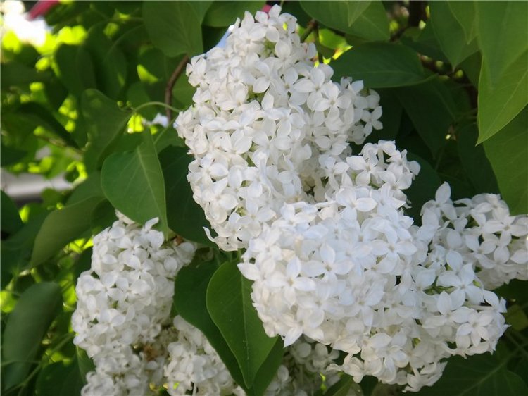 Кашин - город русского сердца. Часть пятая. Город - курорт, Санаторий "Кашин" (фото 7)