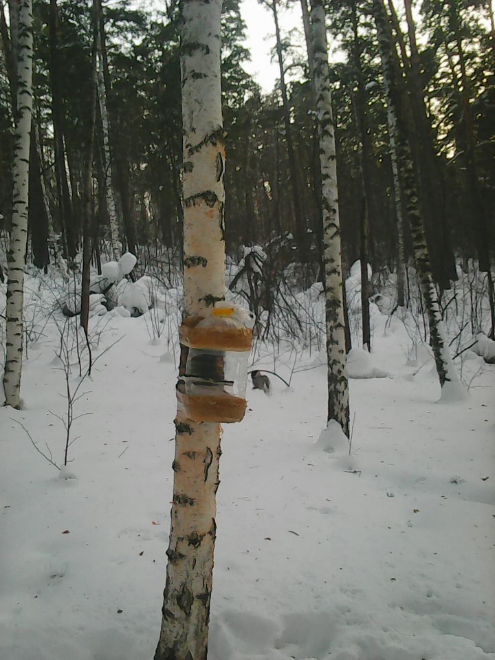 Интересное наблюдение за птицами у кормушки