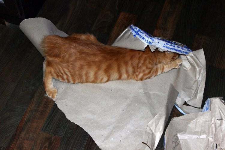 По следам 14 февраля, Моя прекрасная девочка Марго, Sweet Violets Lee Middleton (фото 6)