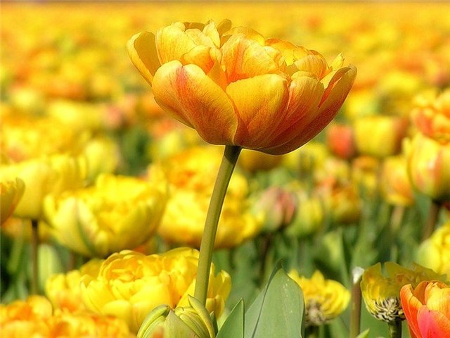 Ах как же хочется весны... Весна от Томаса Беккера (Thomas Baecker) (фото 10)