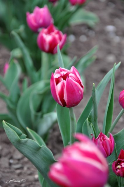 "Первый майский день..." Оливия от Helen KISH