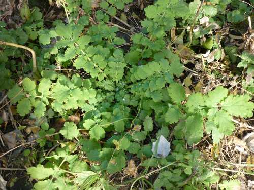 Золотая осень. Старый Оскол, Белгородская область