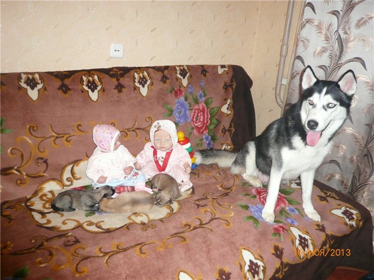 Куклы и собаки. Радость в нашем доме