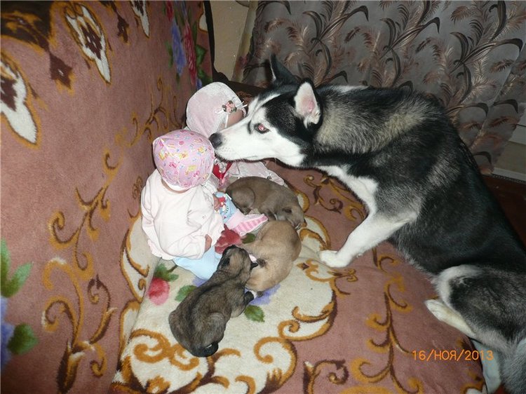 Куклы и собаки. Радость в нашем доме