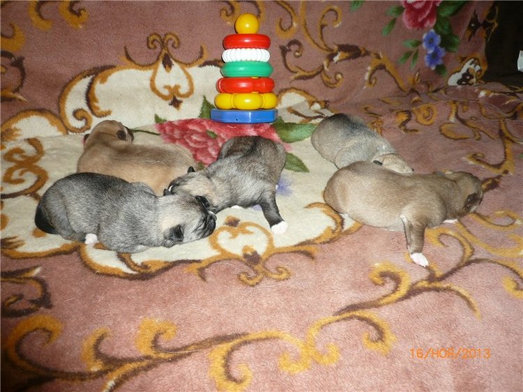 Куклы и собаки. Радость в нашем доме (фото 2)