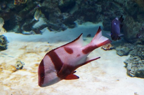 Воронежский океанариум — Туризм и путешествия: фотоотчеты из поездок