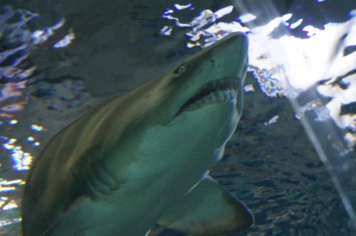 Воронежский океанариум — Туризм и путешествия: фотоотчеты из поездок