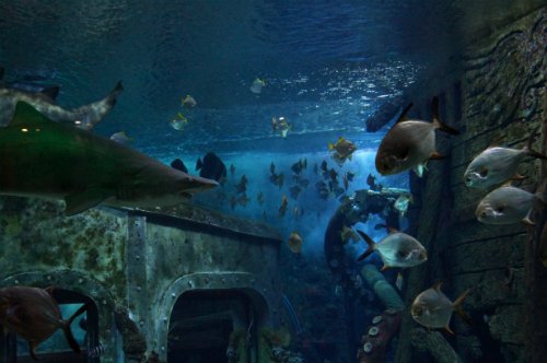 Воронежский океанариум — Туризм и путешествия: фотоотчеты из поездок
