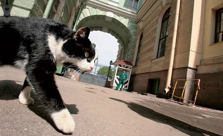 «Мяу» особого назначения или Весенняя кошкотерапия (фото 3)