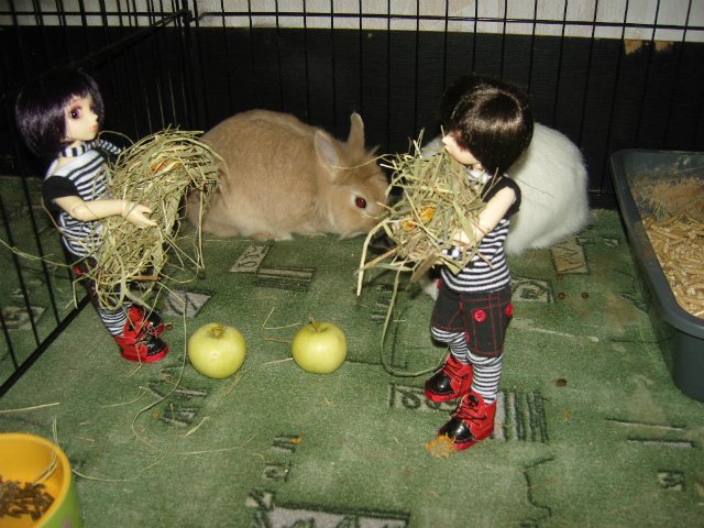 Юннаты - Рен и Ран — Куклы Dollzone (Доллзон): BJD (БЖД) (фото 8)