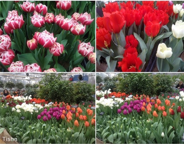 Репетиция весны в "Аптекарском огороде" (фото 10)