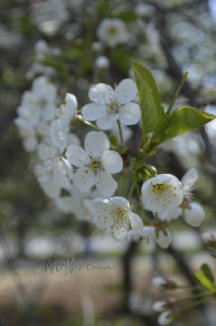 Яркие краски. Вихтели Rosemarie Anna Muller