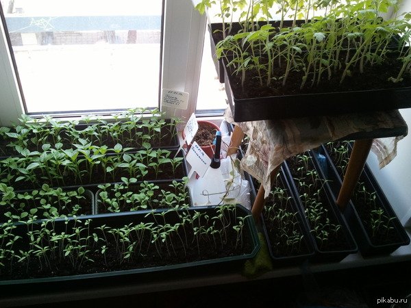 Марселька и тролли рассаду сажали, а бабочка с пчелкой им помогали... По следам конкурса "Моя Весна"