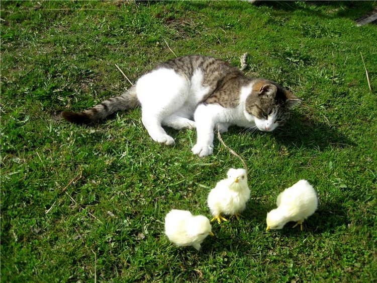 С праздником! Наше жёлторотое пополнение