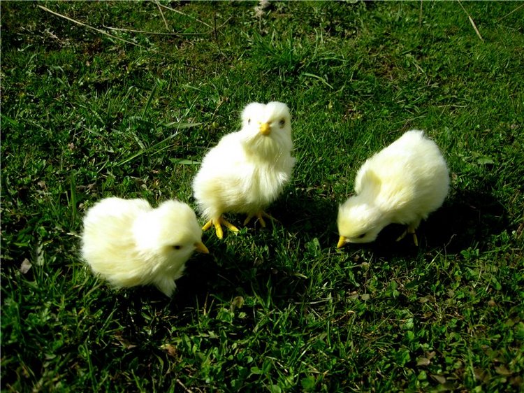 С праздником! Наше жёлторотое пополнение