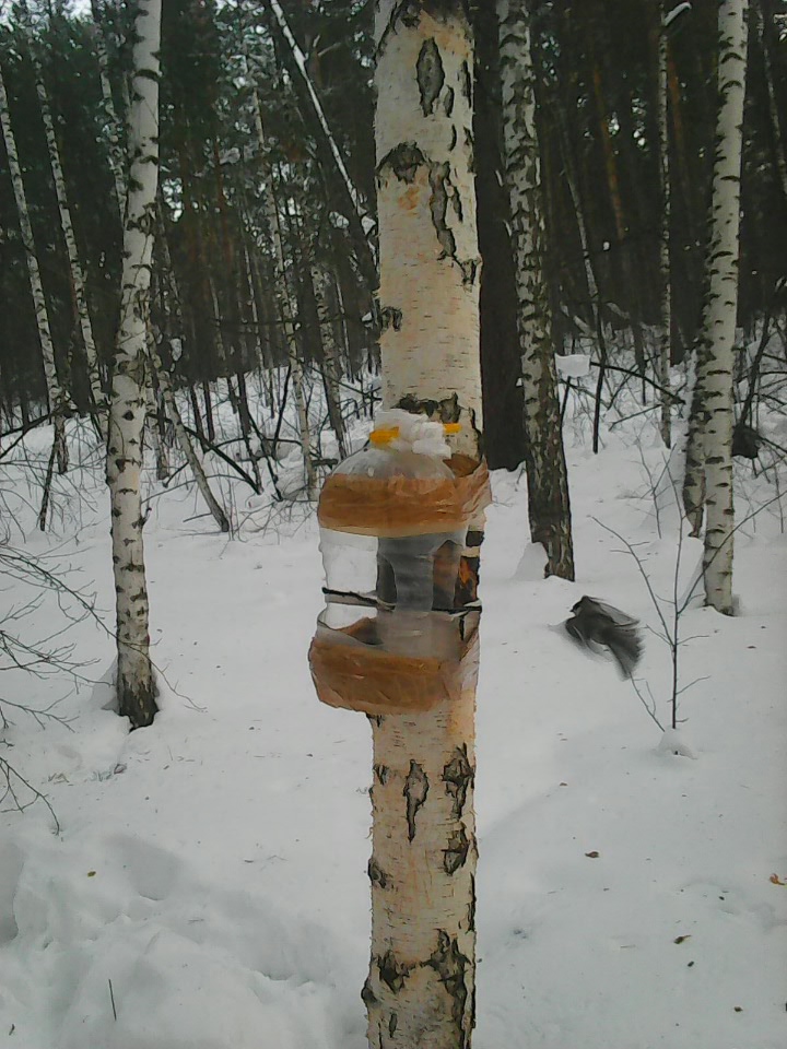 Интересное наблюдение за птицами у кормушки