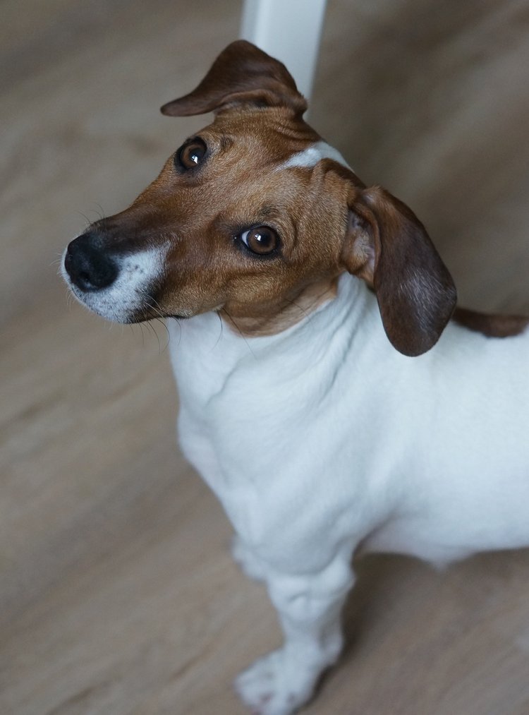 Моя веселая девочка Элоди, Zwergnase