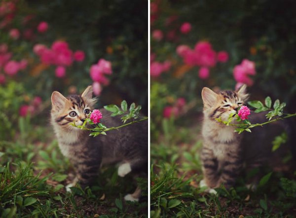 Все любят цветы — Интересное и необычное: фотоподборки