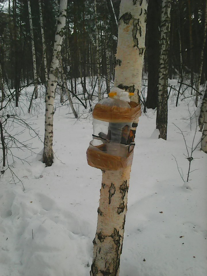 Интересное наблюдение за птицами у кормушки