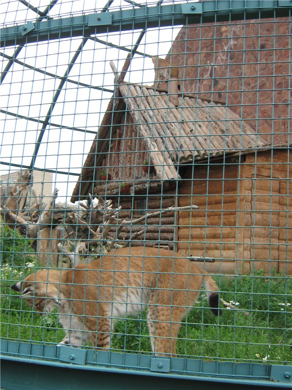 Пупсы Nines Artesanal D'Onil в Ижевском зоопарке