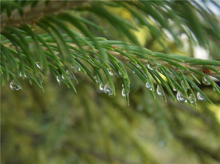 Геля в Мурадымовском ущелье