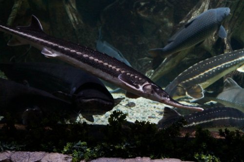 Воронежский океанариум — Туризм и путешествия: фотоотчеты из поездок