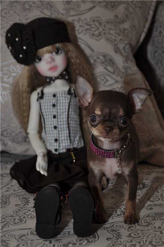 Приехала моя первая МСД девочка Иззи. Хотим познакомиться (фото 8)