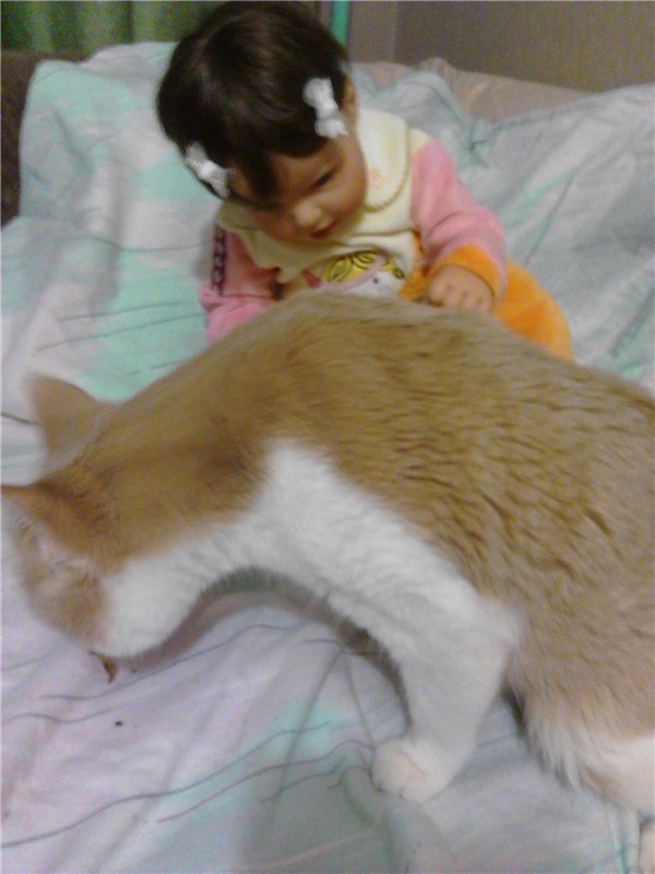 Наша любопытинка Катюшка lee Middleton и ее Кыся (первое знакомство) (фото 5)