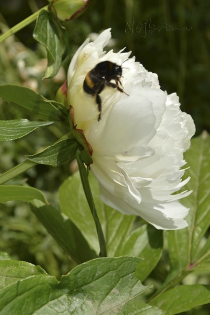 Яркие краски. Вихтели Rosemarie Anna Muller