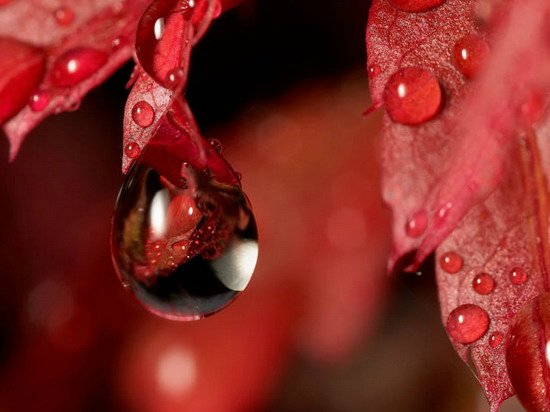 Капелька :) — Интересное и необычное: фотоподборки