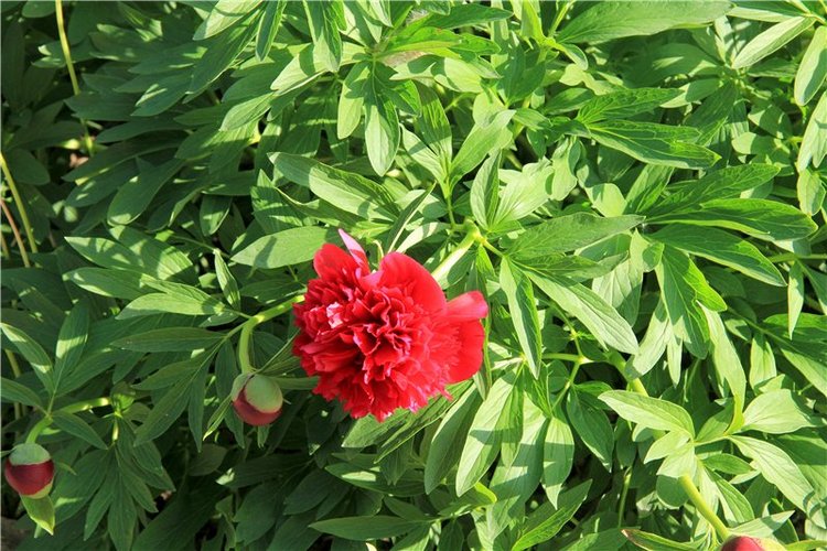 Кашин - город русского сердца. Часть четвёртая. Николаевский Клобуков женский монастырь