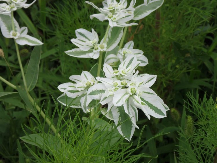 Комбинезон из куска льняной ткани для Хелены