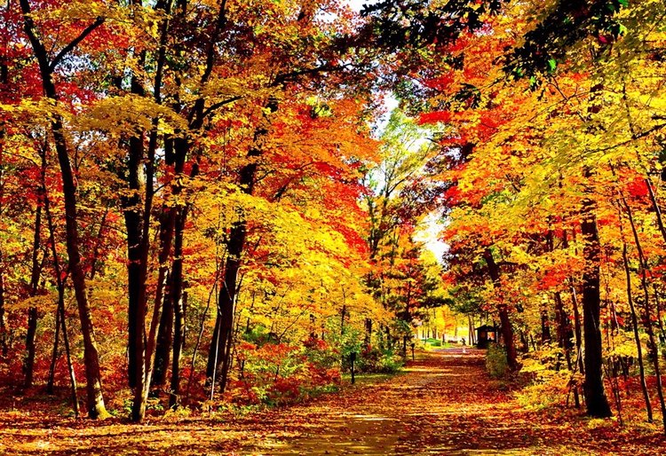 Красотка-осень — Болталка и разговоры обо всем: жизнь